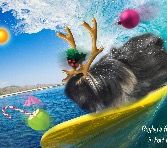 Bayley's Florida vacation for her 2014 Christmas card